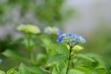 Blaue Blüte - Blue Flowers