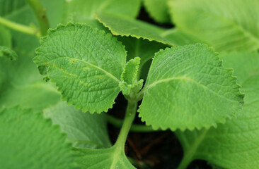 Aromatic Cuban Oregano or Mexican Mint Grown as Edible Ornamental Houseplants