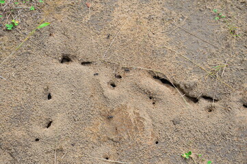 Black small ants on a sandy background. Ant holes in the sand. Wild nature