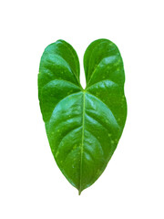 green leaf isolated anthurium leaf 