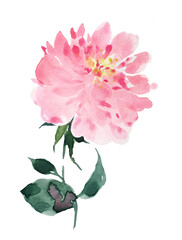 Abstract watercolor peony, vintage postcard flower, pink peony card.