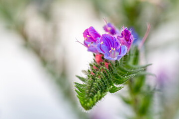 Echium vulgare. Viper's-bugloss, close-up of the blue-violet flowers.