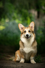 portrait of a corgi  dog