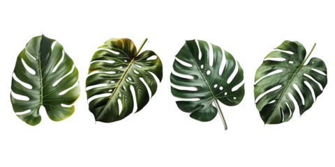 Foto op Plexiglas Monstera Tropical natural leaves Monstera on isolate background. Summer , flat lay, top view