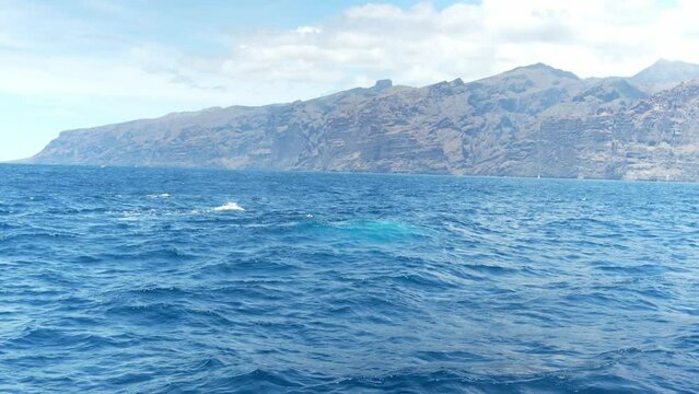 Sei whales swim in rough ocean amidst Los Gigantes mountains