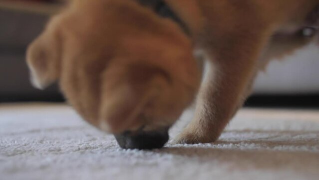 Cheeky little cute shiba inu puppy digging, playing and exploring the carpet