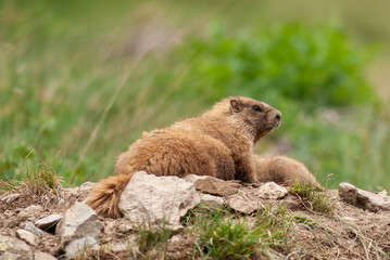 Ground hogs in colorado
