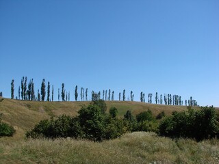 a row of trees like notes, standing on a hill