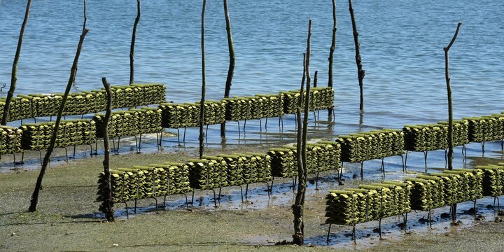 Parc ostr&eacute;icole sur le bassin d'Arcachon 3