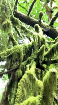 MacMillan Provincial Park Seven Wonders of Canada Vancouver island ancient Douglas fir Cathedral Grove old growth Douglas fir forest British Columbia 