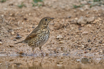 song thrush ready for the bath