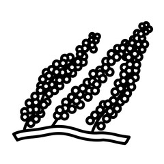 Sea grapes or green caviar algae caulerpa line icon vector image.