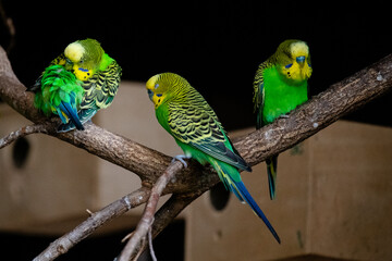 Farbenprächtige Wellensittiche  in einer Voliere