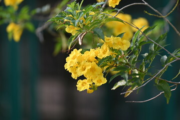 The Flower of Tecoma stans is a species of flowering perennial shrub in the trumpet vine family, Bignoniaceae
