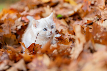Katze, Kätzchen spiel im Herbst draußen im Garten im bunten Herbstlaub, 