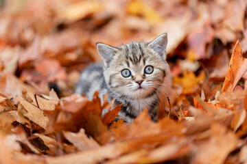 Naklejka na ściany i meble Katze, Kätzchen spiel im Herbst draußen im Garten im bunten Herbstlaub, 