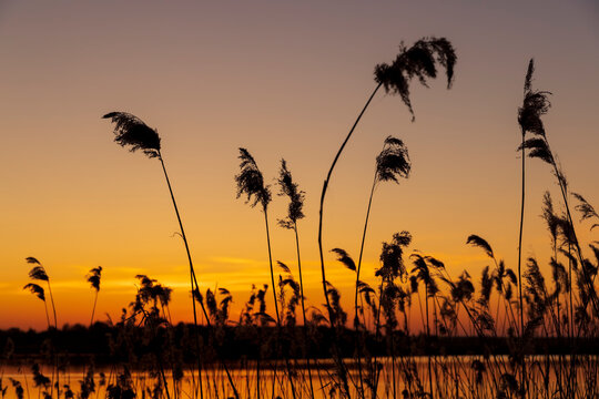 beautiful orange-yellow sunset on a lake with tall grass