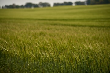 Agriculture young wheat field. wheat field at dawn. Scenic image of agrarian land in springtime. Discover the beauty of the earth.