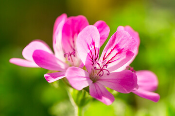 Fototapeta premium Close-up Macro Shot of Pelargonium or Garden Geranium Flowers of Capitcium Or Pink Sort.