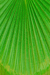 Closeup Macro Shot of Tropical palm tree washingtonia filifera and bright sunshine of Linden ex...