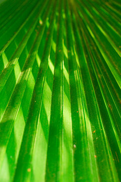 Closeup Macro Shot of Tropical palm tree washingtonia filifera and bright sunshine of Linden ex Andre H.Wendi ex de Bary Sort