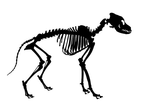 The skeleton of a large dog.
