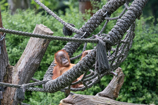 Orang-Utanbaby in einer Schaukel  in Pongoland im Leipziger Zoo