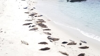 Sleepin' seals 2