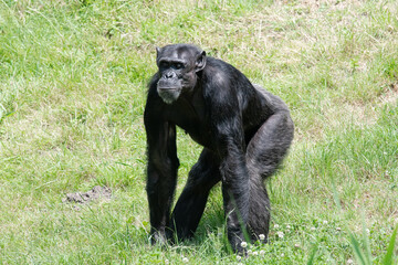 Chimpanzee im Leipziger Zoo