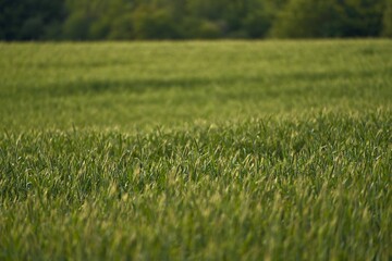 rural setting reflects the connection between nature and agriculture. green field stretches into the distance, forming the backdrop of the photo. vibrant green field in spring