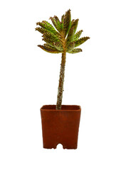 mini tree isolate on png background