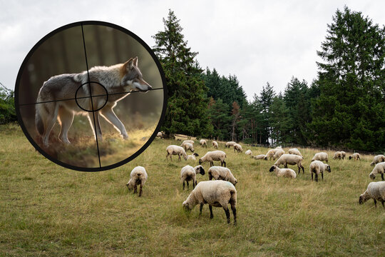Bedrohung von Weidevieh durch Verbreitung des Wolfes, Symbolbild - Generative AI.