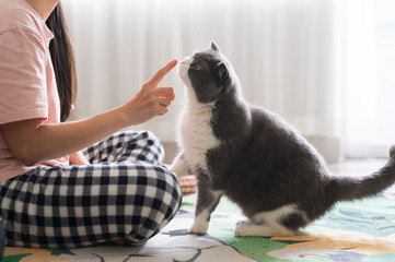 Touching the nose of a british shorthair cat with a finger