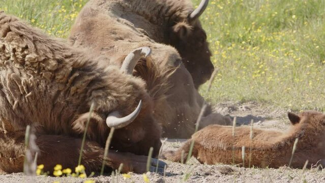 European bison wallow together in sandy pit taking dust bath, slow motion