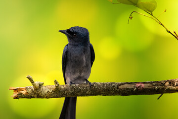 Black Bird On A Branch