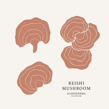 Flat vector reishi mushroom illustration