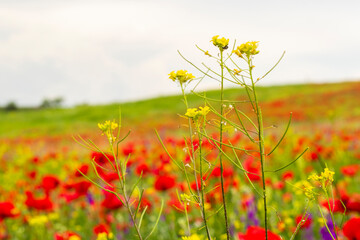 Field of poppy flowers, daylight and outdoor, Georgian nature