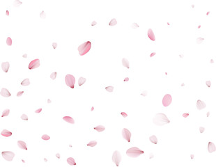 Flying Spring Cherry.