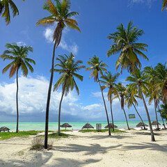 Palmen am Strand von Sansibar