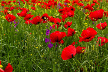 Obraz premium Field of poppy flowers, daylight and outdoor, Georgian nature