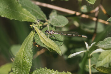 Macro close-up photo of one beige damselfly dragonfly sitting on a green leaf, with a blurred background in soft green colors.