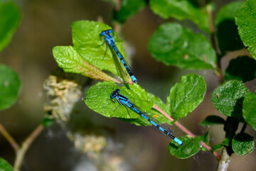 Two blue dragonfly sit on green leaves. Of which 1 in the foreground and the other a little out of...