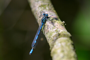 Macro close up photo of a single blue dragonfly sitting on a tree branch, with a very out of focus dark green background