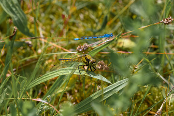 Photo of one yellow dragonfly sitting somewhere in the grass, with a second blue dragonfly in the...