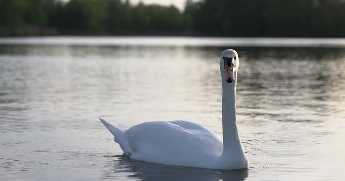 Ein Schwan im Wasser bei Sonnenuntergang