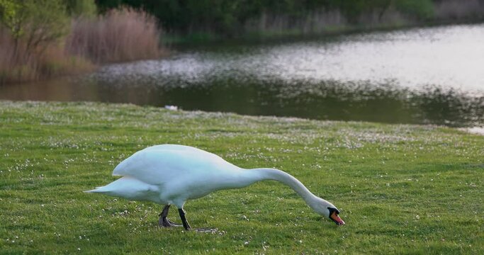ein Schwan l&auml;uft am Ufer