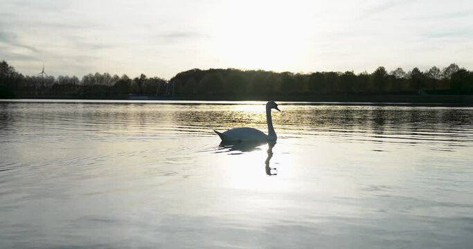 Ein Schwan schwimmt auf einem See in der Abendsonne