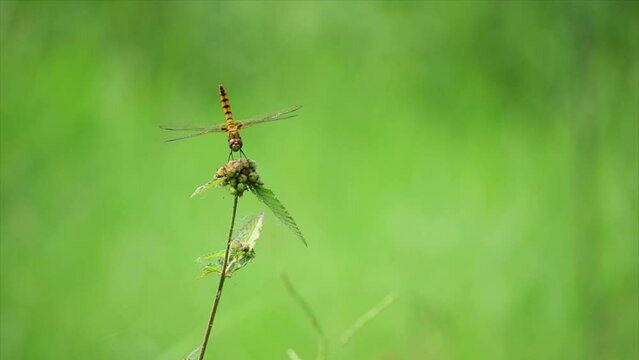 dragonfly on a leaf