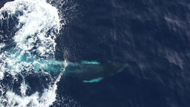 Aerial view of Baby humpback whale breaching and jumping out of the water