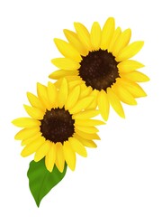 Obraz premium ひまわり
